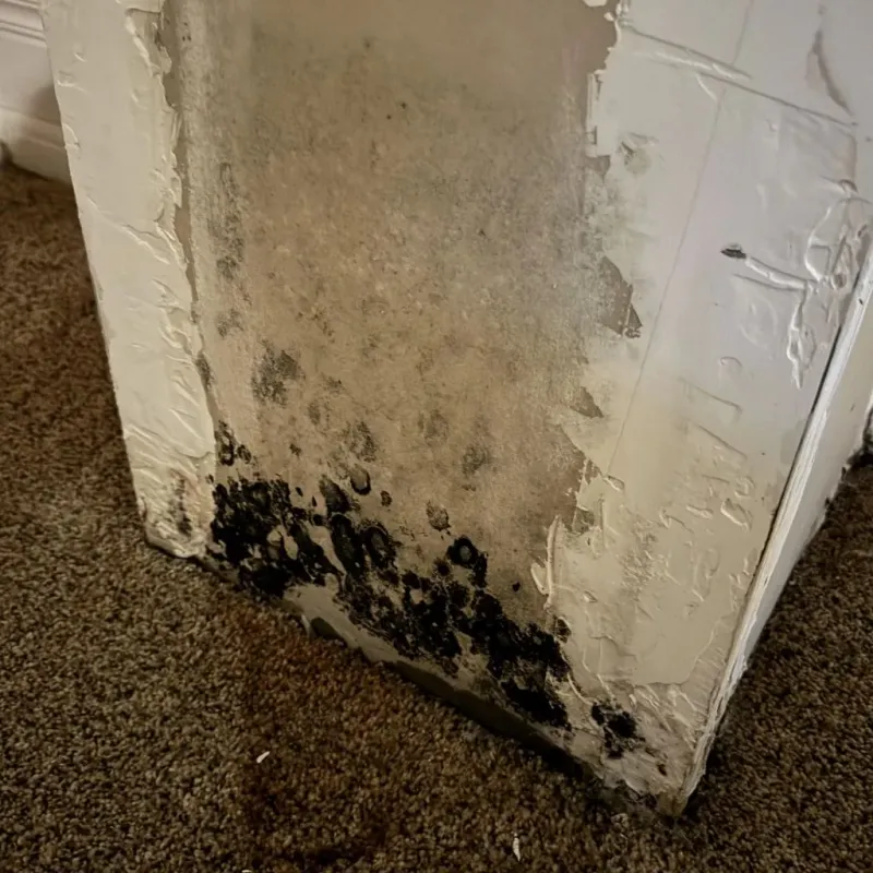 Professional Mold Removal in Clifton, TX